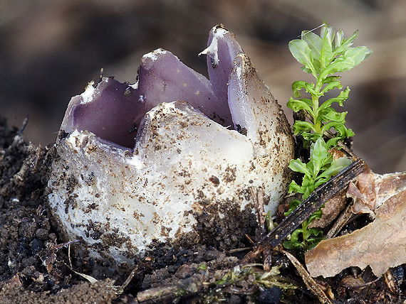 tulipánovka fialová Sarcosphaera coronaria (Jacq.) J. Schröt.