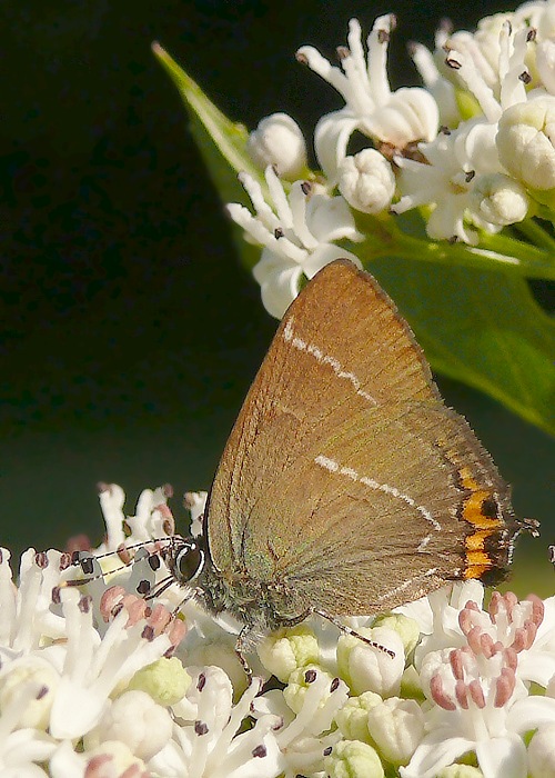 ostrôžkár brestový Satyrium w-album