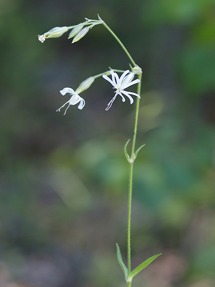 silenka ovisnutá Silene nutans L.