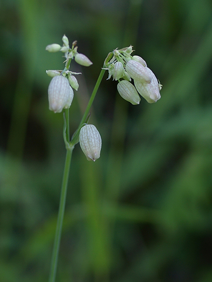 silenka obyčajná Silene vulgaris (Moench) Garcke