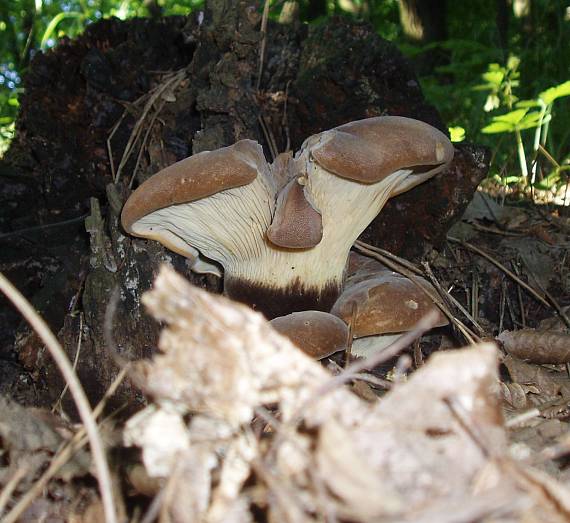 čechračka tmavohlúbiková Tapinella atrotomentosa (Batsch) Šutara