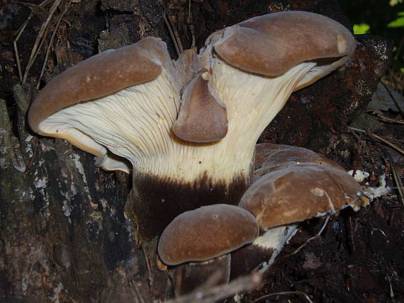 čechračka tmavohlúbiková Tapinella atrotomentosa (Batsch) Šutara