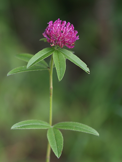 ďatelina Trifolium sp.