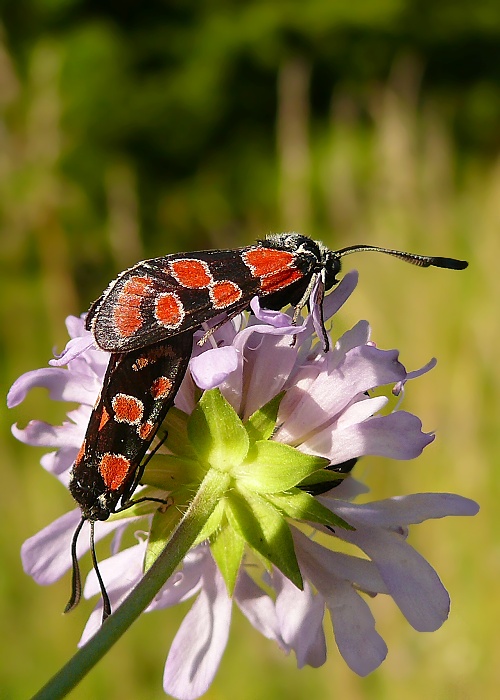 vretienka vičencová Zygaena carniolica