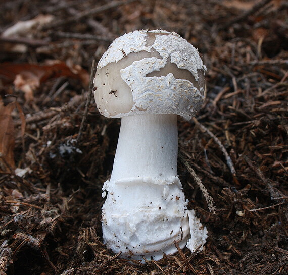 muchotrávka hrubá Amanita excelsa (Fr.) Bertill.