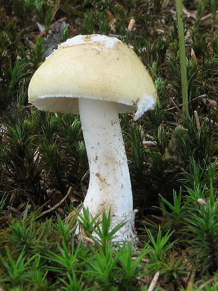 muchotrávka slamovožltá Amanita gemmata (Fr.) Bertill.