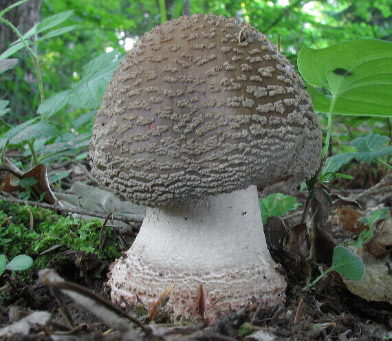 muchotrávka červenkastá Amanita rubescens Pers.