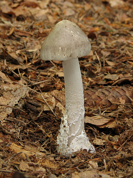 muchotrávka pošvatá Amanita vaginata (Bull.) Lam.