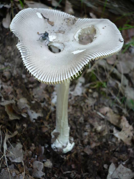 muchotrávka pošvatá Amanita vaginata (Bull.) Lam.