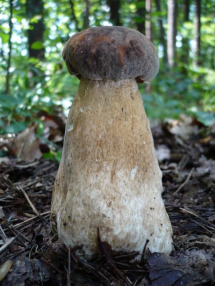 hríb bronzový  Boletus aereus Bull. ex Fr.