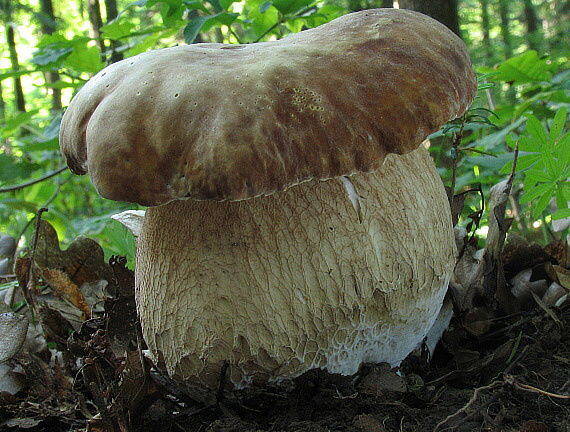 hríb dubový Boletus reticulatus Schaeff.