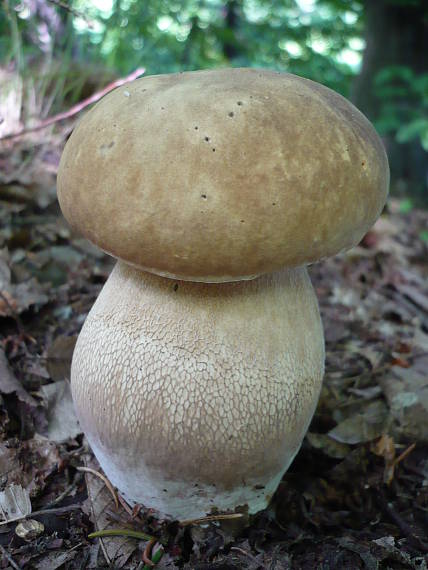 hríb dubový Boletus reticulatus Schaeff.