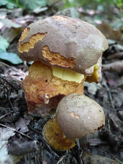 hríb Boletus sp.