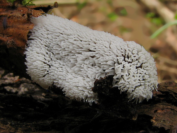 rohačka kríčkovitá Ceratiomyxa fruticulosa var. fruticulosa (O.F. Müll.) T. Macbr