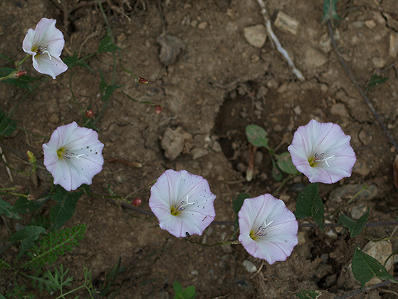 pupenec roľný Convolvulus arvensis L.