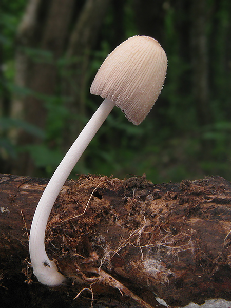 hnojník Coprinus sp.