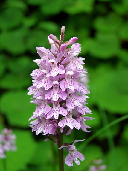 vstavačovec fuchsov soóov-prstec fuchsův soóův DACTYLORHIZA FUCHSII (Druce) SoÃ³ subsp. SOOANA (Borsos) Borsos