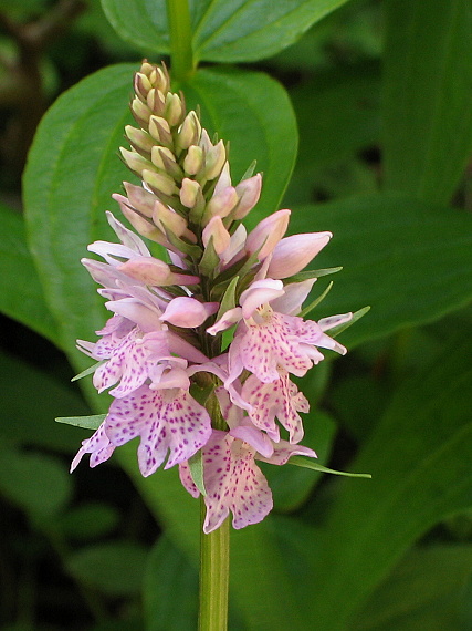 vstavačovec Dactylorhiza sp.