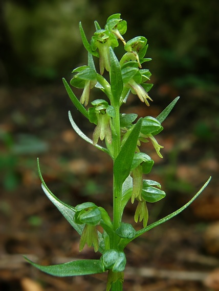 vstavačovec zelený Dacylorhiza viridis (L.) Bateman,Pridgeon,Chase