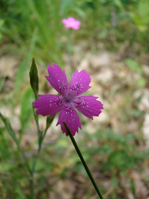 klinček slzičky Dianthus deltoides L.