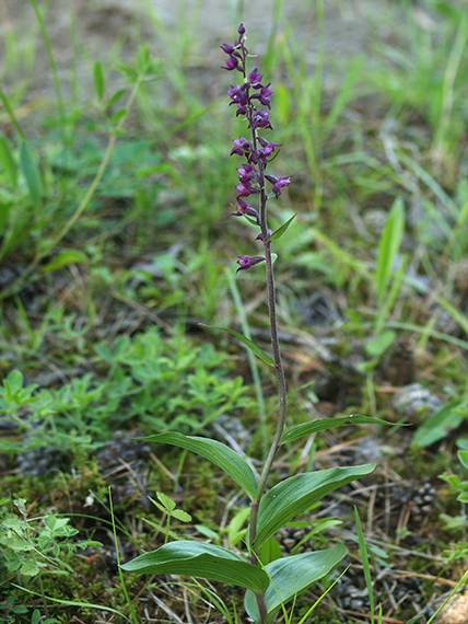 kruštík tmavočervený pravý Epipactis atrorubens subsp. atrorubens (Hoffm.) Besser