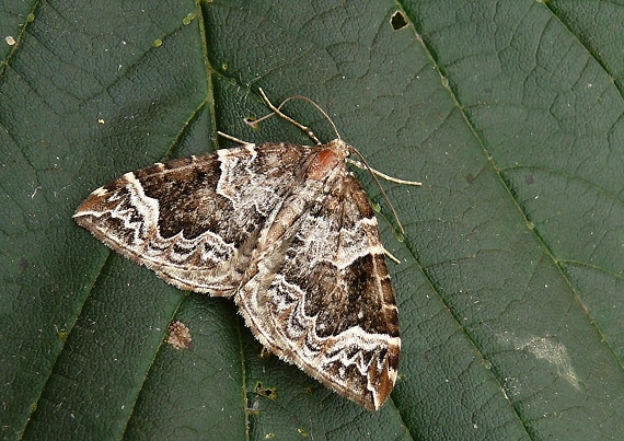 piadivka slivková Eulithis prunata