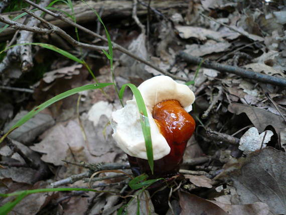 lesklokôrovka obyčajná Ganoderma lucidum (Curtis) P. Karst.