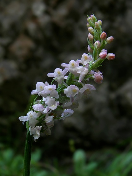 päťprstnica voňavá Gymnadenia odoratissima (L.) Rich.