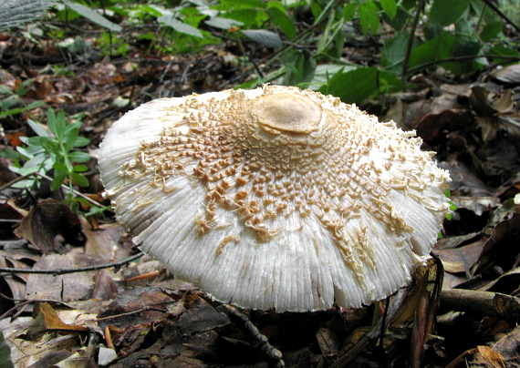 bedlička vlnatá Lepiota clypeolaria (Bull.) P. Kumm.