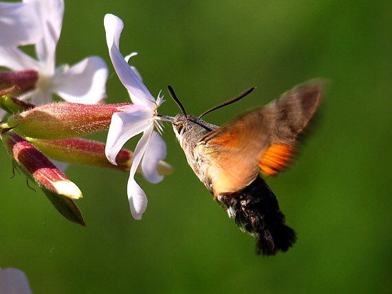 lišaj marinkový Macroglossum stellatarum