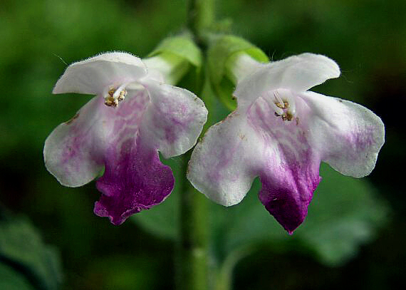 medunica medovkolistá Melittis melissophyllum L.