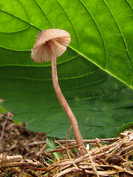 prilbička krvavá Mycena sanguinolenta (Alb. & Schwein.) P. Kumm.