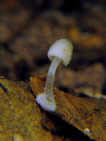 prilbička diskovitá Mycena stylobates (Pers.) P. Kumm.