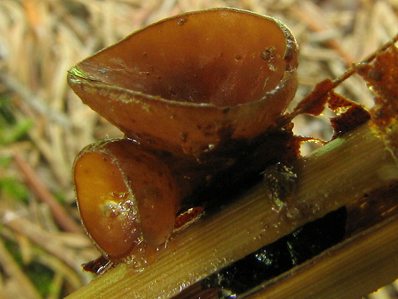 ascomycetes? Myriosclerotinia sp.?