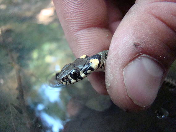 užovka obojková  Natrix natrix