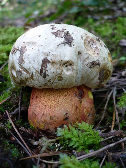 hríb purpurový  Rubroboletus rhodoxanthus Kuan Zhao &amp; Zhu L. Yang