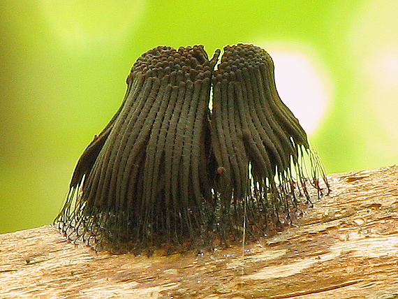 pazderka Stemonitis sp.