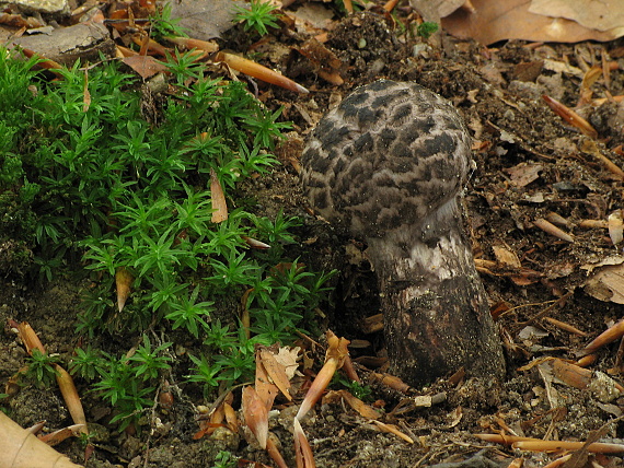 šiškovec šupinatý Strobilomyces strobilaceus (Scop.) Berk.