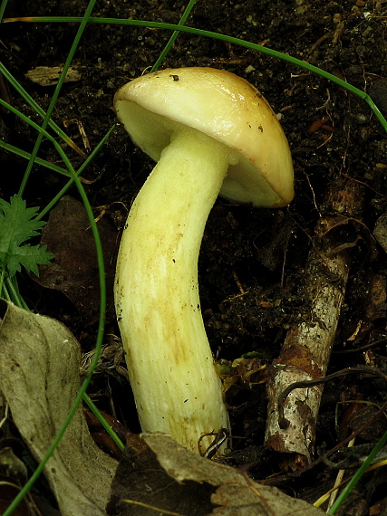 masliak zrnitý Suillus granulatus (L.) Roussel