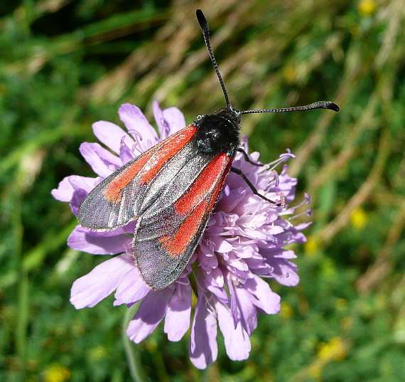 vretienka dúšková Zygaena purpuralis