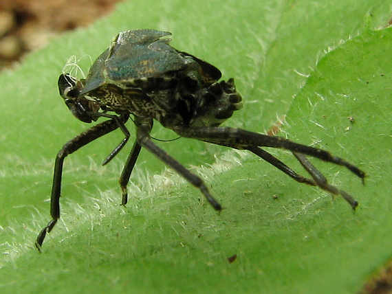 cordyceps cordyceps