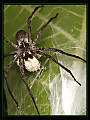 pavúk (pisaura mirabilis) s potomstvom