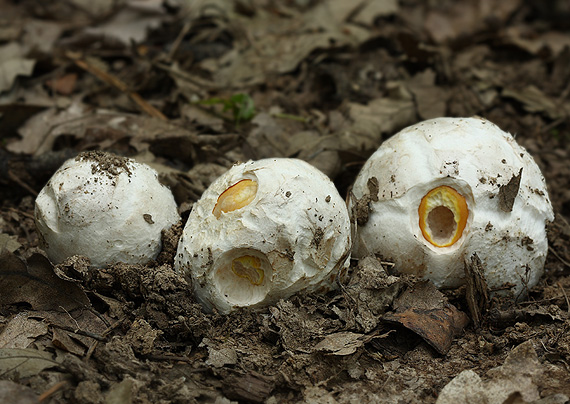 muchotrávka cisárska Amanita caesarea (Scop.) Pers.