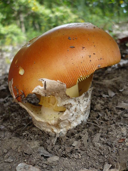 muchotrávka cisárska  Amanita caesarea (Scop.) Pers.