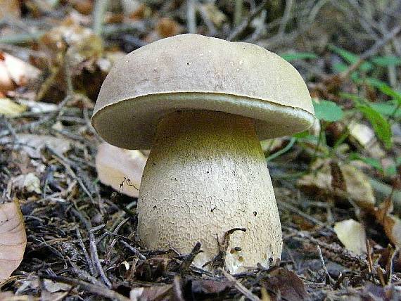 hríb smrekový Boletus edulis Bull.