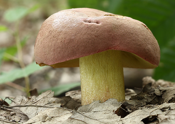 hríb Butyriboletus fuscoroseus (Smotl.) Vizzini & Gelardi