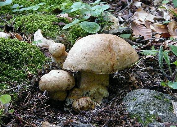 hríb horský Butyriboletus subappendiculatus (Dermek, Lazebn. & J. Veselský) D. Arora & J.L. Frank