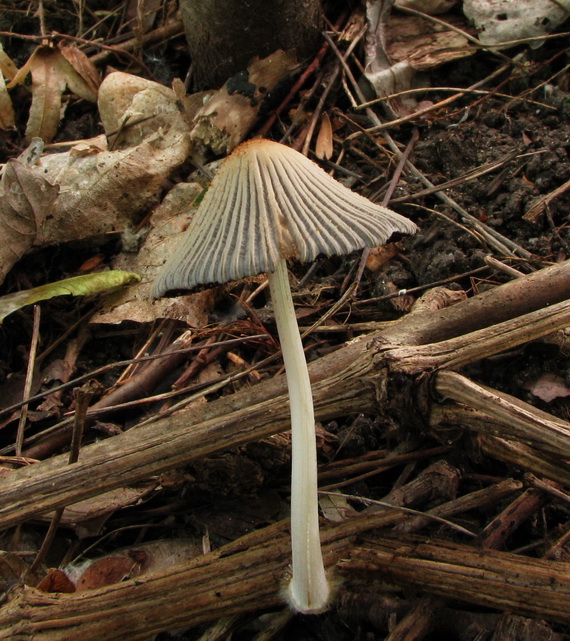 hnojník Coprinus sp.