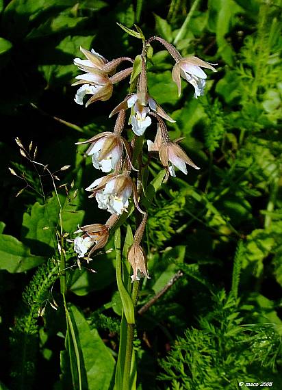 kruštík močiarny Epipactis palustris (L.) Crantz