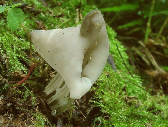 chriapač Helvella sp.